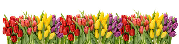 Fresh spring tulips 