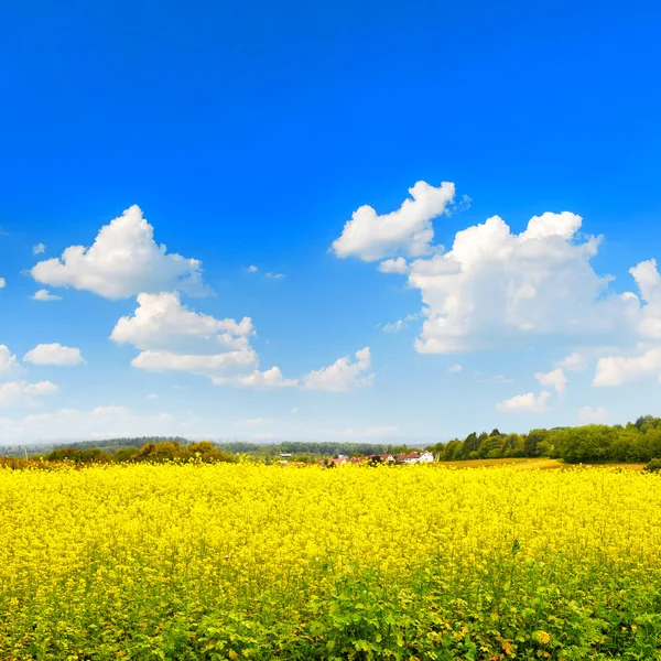 Rzepakowego pola przez błękitne niebo — Zdjęcie stockowe