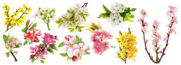 Blossoming Spring flowers set — Stock Photo, Image