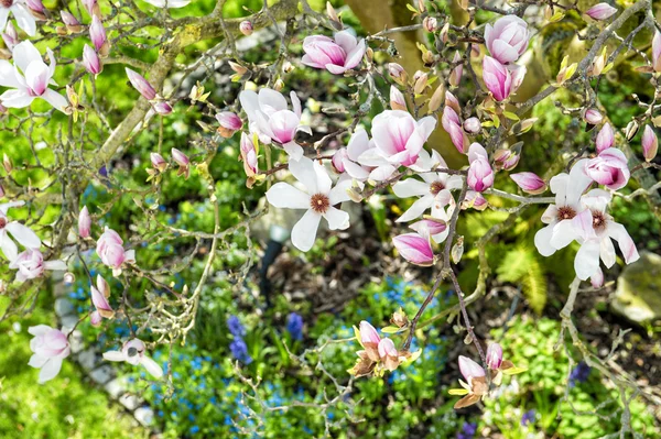 Magnolia Ανοιξιάτικα λουλούδια — Φωτογραφία Αρχείου