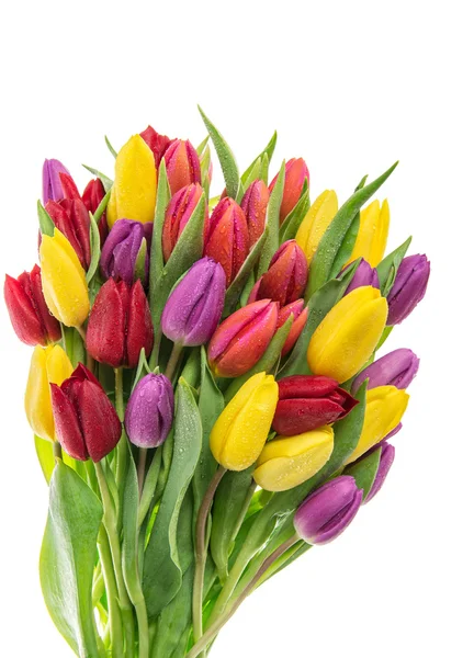 Bouquet fresh spring tulips — Stock Photo, Image