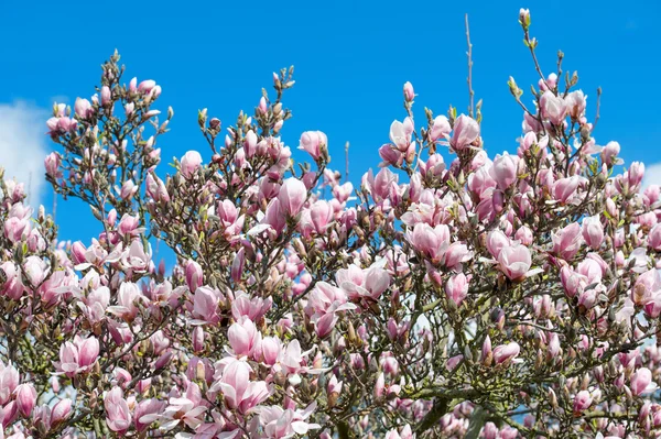 Magnolia árvore sobre o céu azul — Fotografia de Stock