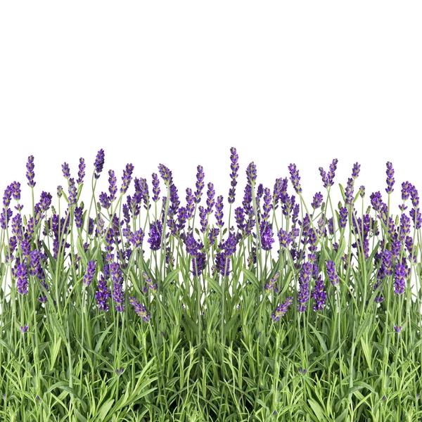 Fresh lavender plants — Stock Photo, Image