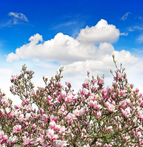 Magnolia tree flowers — Stock Photo, Image