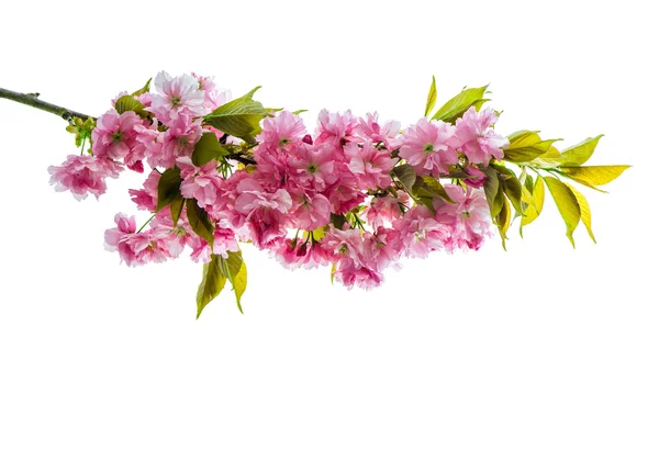 Cherry tree twig. Fresh spring flowers green leaves — Stockfoto