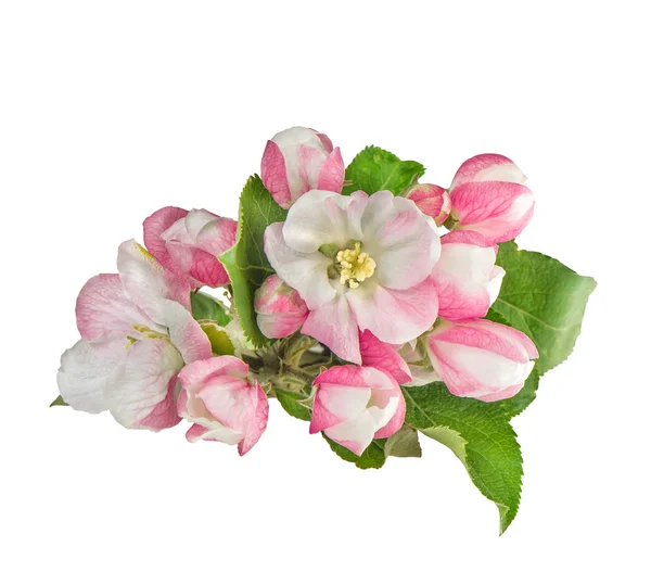 Apple tree blossoms green leaves Spring flowers closeup — Stock Photo, Image