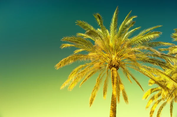 Palma verde contro il sole cielo blu. Vacanze estive — Foto Stock