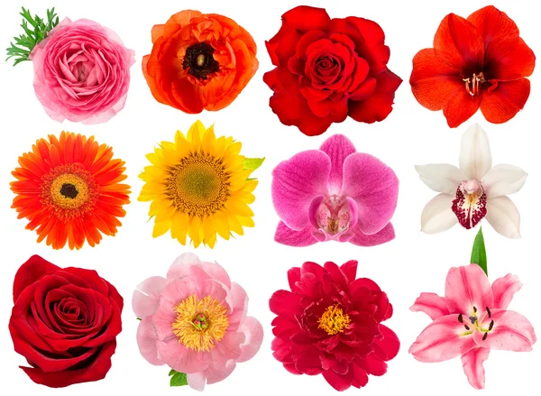 Single flower head. Rose, orchid, peony, sunflower, ranunculus — Stock Photo, Image