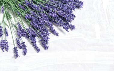 Taze lavanta çiçekleri