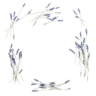 Lavanta çiçekleri çerçeve çiçek düz arka plan yattı