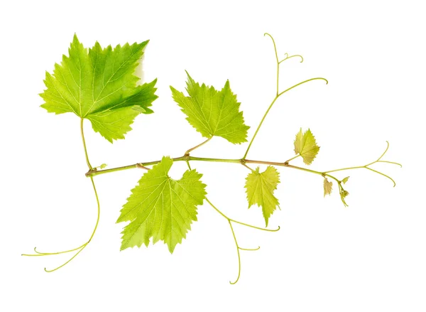 Grape vine leaves — Stock Photo, Image