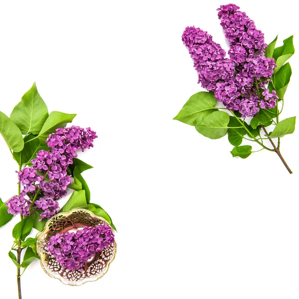Lilac flowers on white — Stock Photo, Image