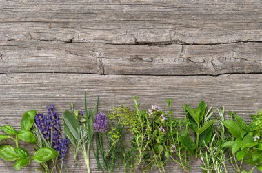Taze otlar fesleğen biberiye adaçayı kekik nane dereotu kokulu lavanta