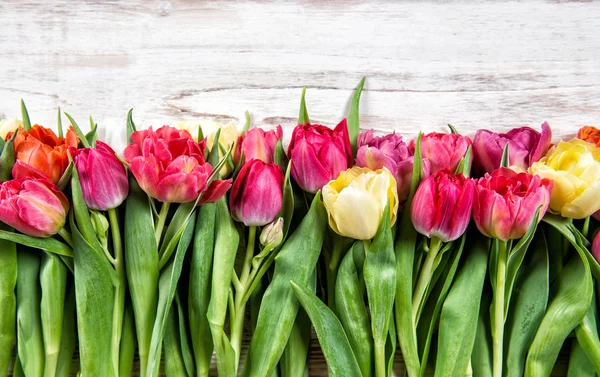 Fresh tulips. Closeup of spring flowers — Stock Photo, Image