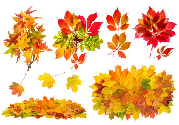 Rote und gelbe Blätter. Naturobjekte im Herbst gesetzt — Stockfoto