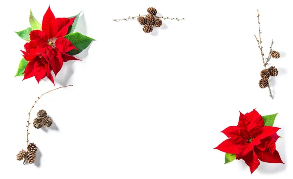 松のコーンの装飾とクリスマスの花 花平敷 — ストック写真