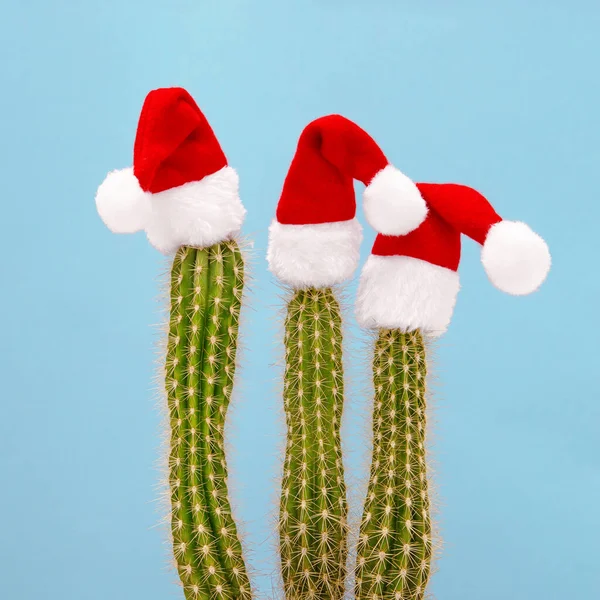 Grappige Kerstversiering Cactus Rode Kerstman Hoeden Vierkante Afbeelding — Stockfoto