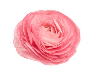 Pembe ranunculus beyaz arka planda izole edilmiş. Su damlalı çiçek kafası