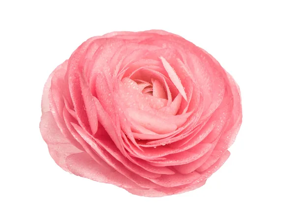 Roze Ranunculus Geïsoleerd Witte Achtergrond Bloemenkop Met Waterdruppels — Stockfoto