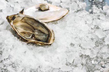 Buz üzerinde taze açılmış istiridye.