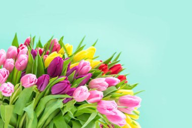 Lale Çiçekleri. Turkuaz arka planda bahar buketi