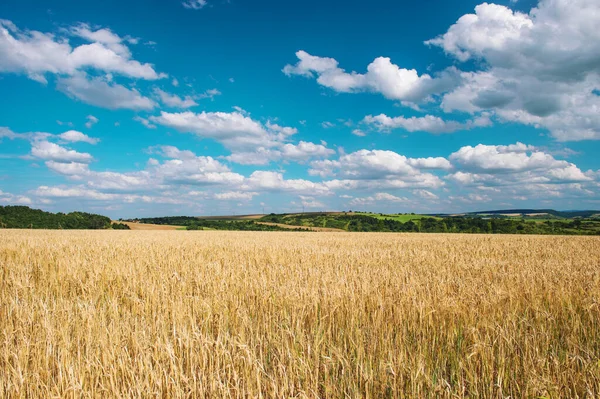 Осень Сельской Местности Пейзаж Пшеничным Полем Голубым Небом — стоковое фото