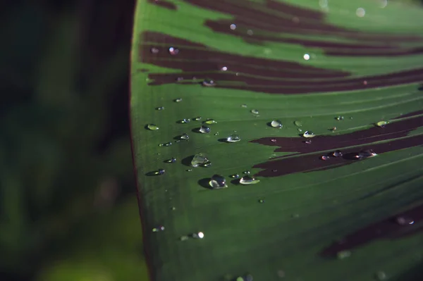 Зеленый Лист Капельками Воды Солнечном Свете Естественная Текстура Фона Селективный — стоковое фото