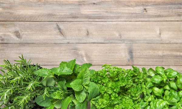 Plantas Ervas Verdes Frescas Fundo Madeira Menta Manjericão Alecrim Salsa — Fotografia de Stock