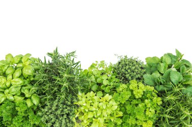 Taze bitkiler. Fesleğen, biberiye, kekik, nane, beyaz arka planda maydanoz.