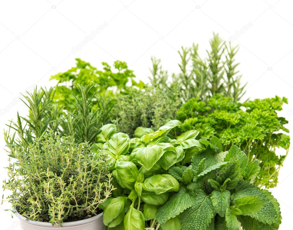 Kitchen herbs. Healthy food ingredients. Basil, rosemary, thyme, mint, parsley