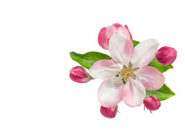 Äppelträd Blomma Med Gröna Blad Isolerad Vit Bakgrund Vårblomma — Stockfoto