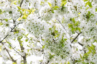 Blossoming of cherry tree. Spring flowers. Nature background