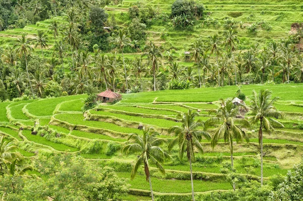 Rice Terraces Bali Tropical Landscape Palm Trees Green Fileds — Stock Photo, Image