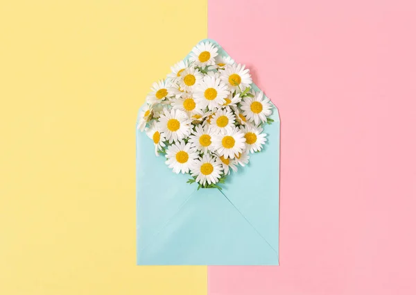 Daisy Virágok Kék Borítékban Rózsaszín Sárga Papír Háttér — Stock Fotó