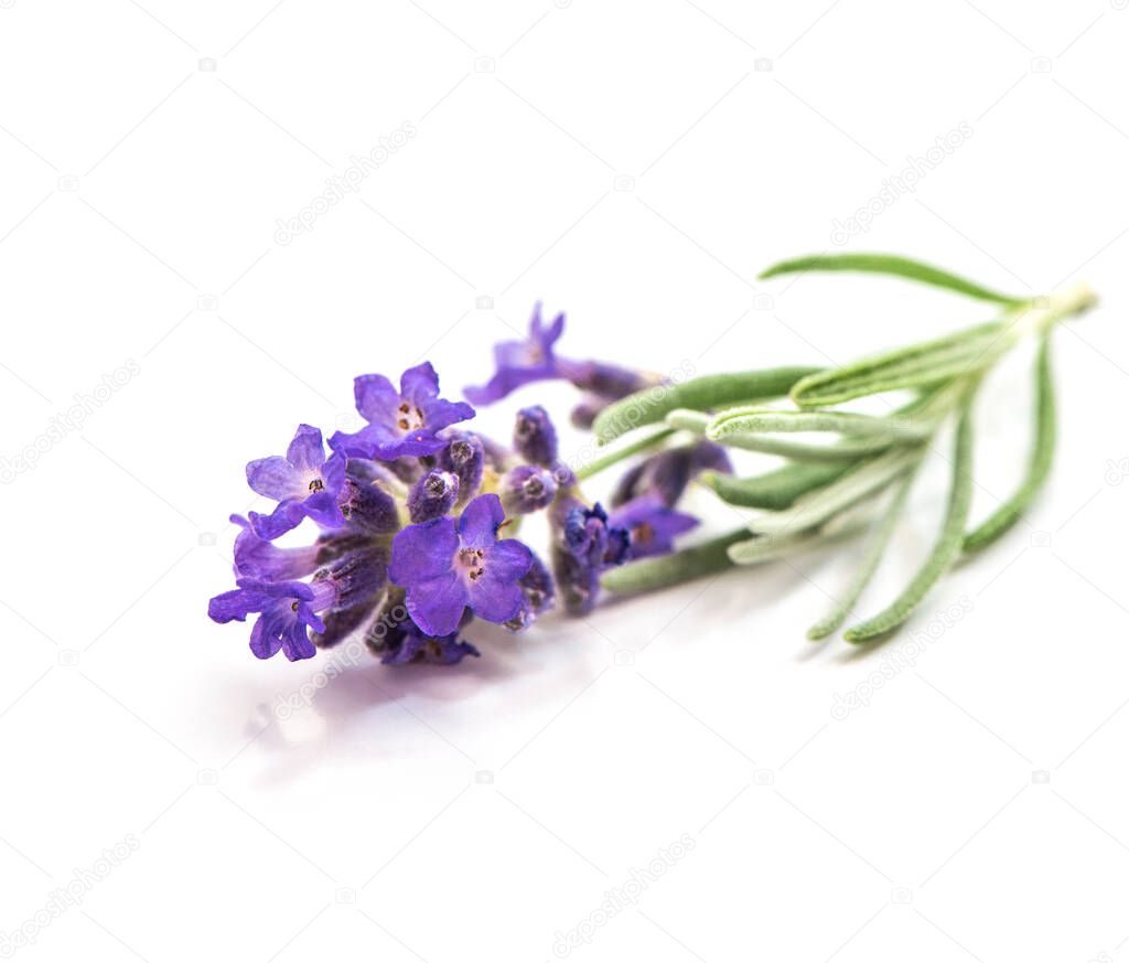 Lavender flower with leaves isolated on white background. Close up photo