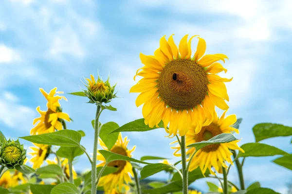 Vacker Sommar Natur Landskap Med Solrosor Och Blå Himmel — Stockfoto