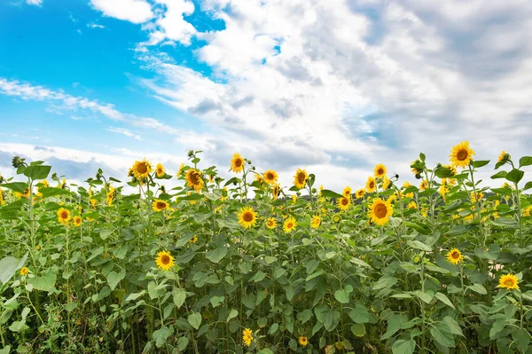 Solrosor Fält Med Molnig Blå Himmel Sommar Natur Landskap — Stockfoto