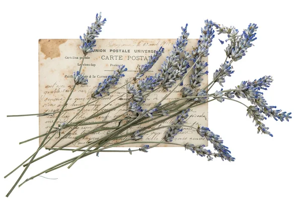 Сушеные лавандовые цветы и старая открытка — стоковое фото