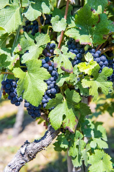 Uvas con hojas verdes en la vid. frutas frescas —  Fotos de Stock