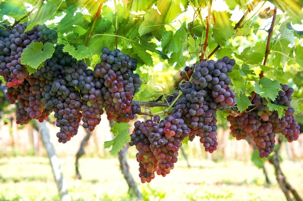 Rote Trauben mit grünen Blättern an der Rebe — Stockfoto