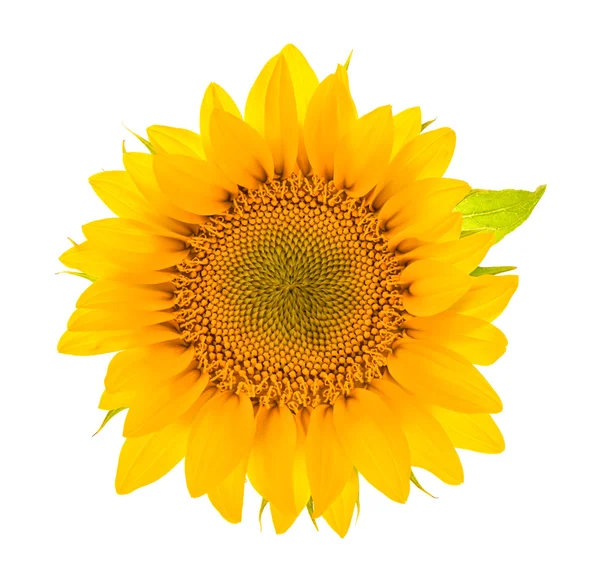 Solros blomma isolerade på vitt. blomma huvudet — Stockfoto