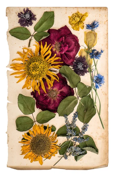 Flores secas sobre papel envejecido. herbario lavanda, rosas, sunflo — Foto de Stock