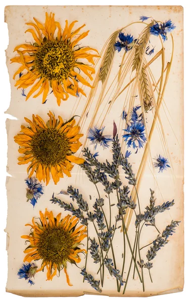 Gedroogde bloemen op leeftijd papier blad. Herbarium van zonnebloemen, maïs — Stockfoto