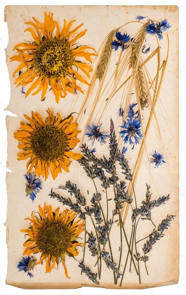 dried flowers on aged paper sheet. herbarium of sunflowers, corn