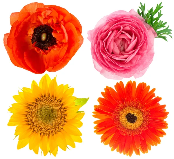 Flower head. ranunculus, sunflower, anemone isolated on white — Stock Photo, Image