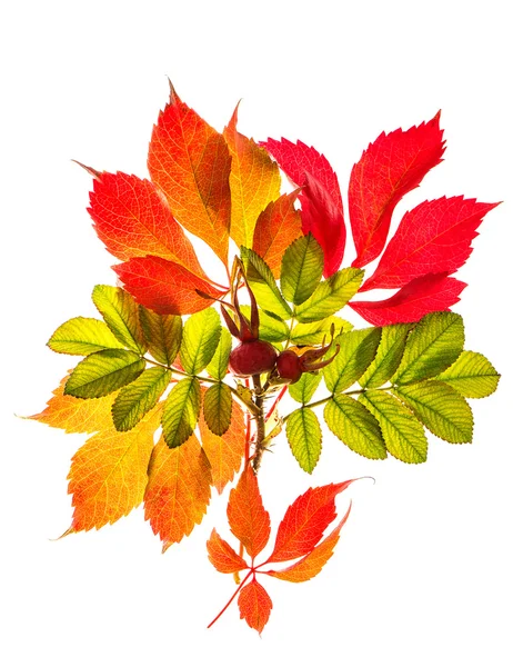 Bouquet of autumn red and yellow leaves isolated on white — Stock Photo, Image