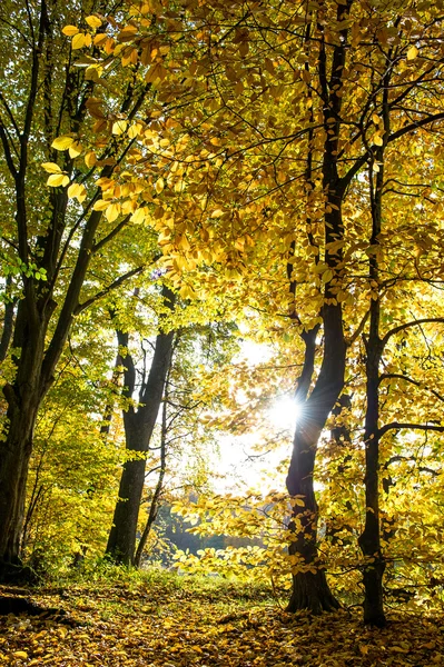 Bellissimo paesaggio forestale autunnale — Foto Stock