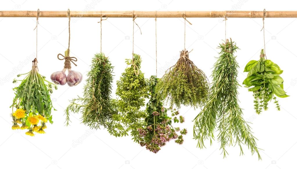 Hanging bunches of fresh spicy herbs. herbal medicine