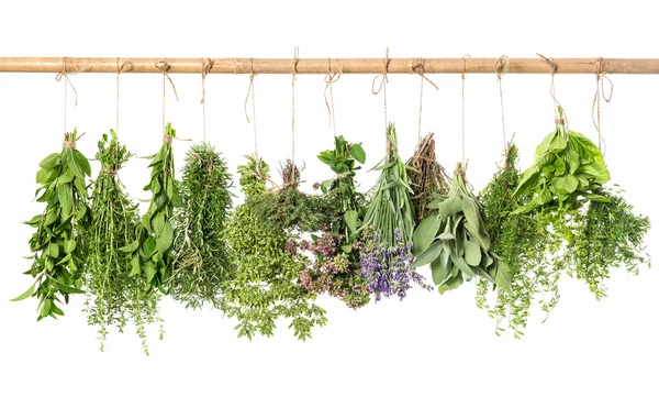 Fresh herbs hanging isolated on white background — Stock Photo, Image