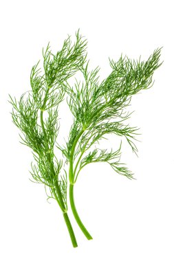 fresh dill herb leaves. food ingredient clipart